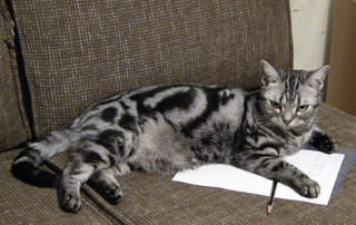 Cat110801jpg